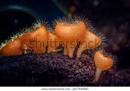 Attēlu rezultāti vaicājumam “Stemonitopsis typhina young”