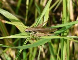 Attēlu rezultāti vaicājumam “Metrioptera roeselii”