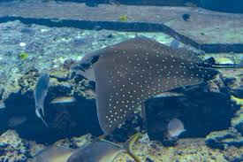 Image result for Aetobatus ocellatus