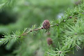 Attēlu rezultāti vaicājumam “Larix kaempferi leaf”