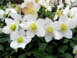 Attēlu rezultāti vaicājumam “Helleborus niger”
