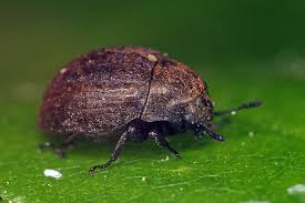 Attēlu rezultāti vaicājumam “Cytilus sericeus”