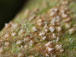 Attēlu rezultāti vaicājumam “Milesina murariae”