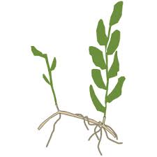 Attēlu rezultāti vaicājumam “Potamogeton perfoliatus flower”