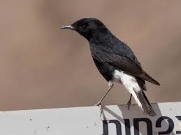 Image result for Oenanthe leucopyga