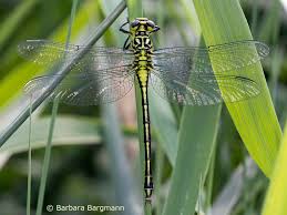 Attēlu rezultāti vaicājumam “Gomphus flavipes”