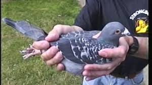 Image result for Abbeyton & Broomfield Racing Pigeons