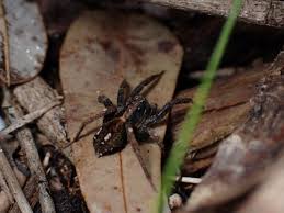 Attēlu rezultāti vaicājumam “Lycosidae”