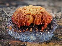 Attēlu rezultāti vaicājumam “Collaria rubens spores”