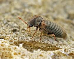 Attēlu rezultāti vaicājumam “Anobium pertinax”