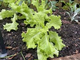 Attēlu rezultāti vaicājumam “Lactuca sativa”