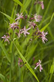 Attēlu rezultāti vaicājumam “Silene nutans flower”