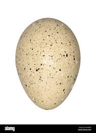 Attēlu rezultāti vaicājumam “Fulica atra eggs”