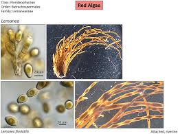 Attēlu rezultāti vaicājumam “Lemanea fluviatilis”