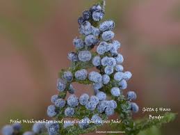 Attēlu rezultāti vaicājumam “Didymium melanospermum macro”