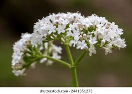 Attēlu rezultāti vaicājumam “Valerianaceae”