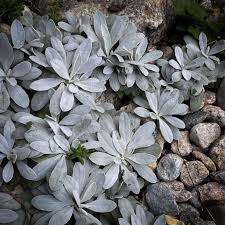 Image result for Hieracium pilosella