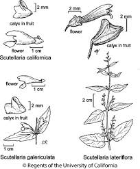 Attēlu rezultāti vaicājumam “Scutellaria galericulata leaf”