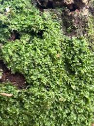 Attēlu rezultāti vaicājumam “Metzgeria furcata”