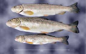 Image result for Salmo trutta trutta