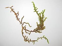 Attēlu rezultāti vaicājumam “Scorpidium scorpioides”