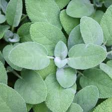 Image result for Salvia officinalis