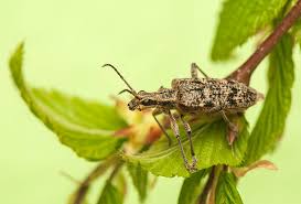 Attēlu rezultāti vaicājumam “Rhagium inquisitor”