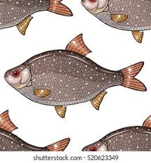 Image result for Rutilus caspicus