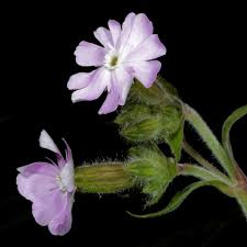 Attēlu rezultāti vaicājumam “Silene wolgensis”