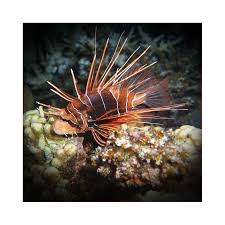 Image result for Pterois radiata