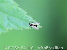 Attēlu rezultāti vaicājumam “Cricotopus”