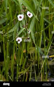 Attēlu rezultāti vaicājumam “Sagittaria sagittifolia flower”