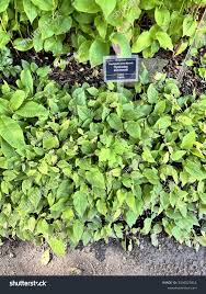 Attēlu rezultāti vaicājumam “Omphalodes verna leaf”