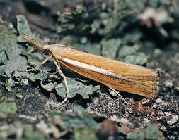 Attēlu rezultāti vaicājumam “Agriphila selasella”