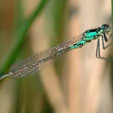 Attēlu rezultāti vaicājumam “Coenagrion armatum male”