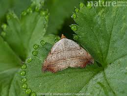 Attēlu rezultāti vaicājumam “Laspeyria flexula”