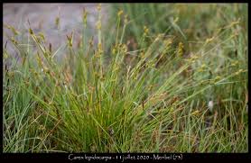 Attēlu rezultāti vaicājumam “Carex lepidocarpa fruit”