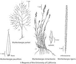 Attēlu rezultāti vaicājumam “Grimmia muehlenbeckii sporophyte”