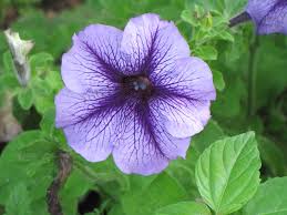 Image result for Petunia
