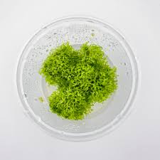 Attēlu rezultāti vaicājumam “Riccia fluitans”