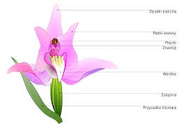 Attēlu rezultāti vaicājumam “Cephalanthera rubra flower”