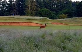 Image result for Hurtmore Golf Club