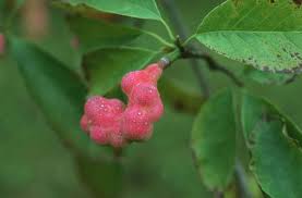 Attēlu rezultāti vaicājumam “Magnolia kobus fruit”