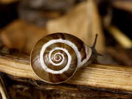 Attēlu rezultāti vaicājumam “Helicidae”