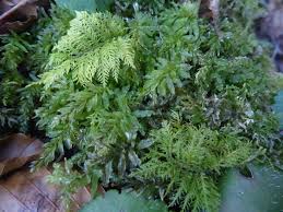 Attēlu rezultāti vaicājumam “Plagiomnium undulatum”