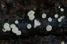 Attēlu rezultāti vaicājumam “Hymenoscyphus imberbis”