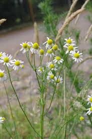 Image result for Matricaria recutita (chamomilla)