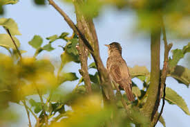 Image result for Hippolais pallida