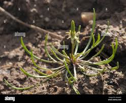 Attēlu rezultāti vaicājumam “Myosurus minimus flower”