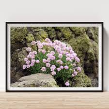 Attēlu rezultāti vaicājumam “Armeria vulgaris flower”